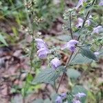 Scutellaria alabamensis flower picture by gene jones (cc-by-sa)