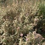 Phlomis purpurea habit picture by Collados Ana (cc-by-sa)