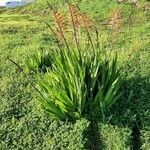 Chasmanthe aethiopica habit picture by Monteiro Henrique (cc-by-sa)