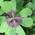 Oxalis tetraphylla leaf picture by Marc Huard (cc-by-sa)