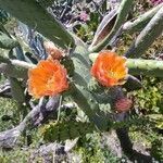 Opuntia tomentosa flower picture by pacheco albania (cc-by-sa)