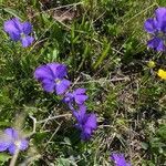 Viola calcarata habit picture by Francois Mansour (cc-by-sa)