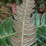 Polystichum lonchitis flower picture by jeclerencia (cc-by-sa)