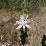 Asphodelus aestivus flower picture by Navas J. Javier (cc-by-sa)