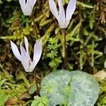 Cyclamen creticum habit picture by Szabolcs Frater (cc-by-sa)