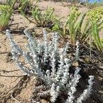 Achillea maritima habit picture by Daniel Bourget (cc-by-sa)