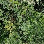 Heracleum sphondylium habit picture by Philippe GARRO (cc-by-sa)