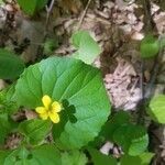 Viola pubescens leaf picture by william Davidson (cc-by-sa)