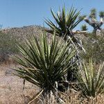 Yucca schidigera habit picture by Daniel Barthelemy (cc-by-nc)