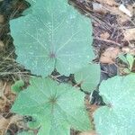 Abelmoschus esculentus leaf picture by Ronald Mexico (cc-by-sa)