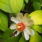 Pereskia aculeata flower picture by Medeiros Ananda (cc-by-sa)