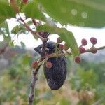 Pistacia terebinthus fruit picture by Irina Lubarsky (cc-by-sa)