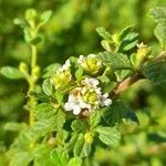 Lippia micromera flower picture by Trap Hers (cc-by-sa)