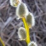 Salix daphnoides flower picture by Jozef Jordzo (cc-by-sa)