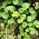 Viola biflora leaf picture by Giovanni Scarmoncin (cc-by-sa)