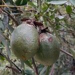 Passiflora alata fruit picture by Trap Hers (cc-by-sa)