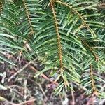 Abies alba leaf picture by georges pletinckx (cc-by-sa)