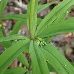 Polygonatum verticillatum leaf picture by Sylvain Piry (cc-by-sa)