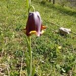 Fritillaria pyrenaica flower picture by Jacques Vabre (cc-by-sa)