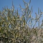 Spegazziniophytum patagonicum habit picture by Daniel Barthelemy (cc-by-nc)