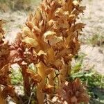 Orobanche caryophyllacea fruit picture by Francois Halligon (cc-by-sa)