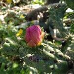 Cylindropuntia imbricata flower picture by el_smokito el_smokito (cc-by-sa)