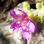 Mirabilis ovata flower picture by Trap Hers (cc-by-sa)