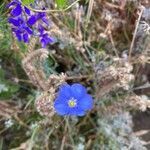 Linum lewisii flower picture by Matt Zehner (cc-by-sa)