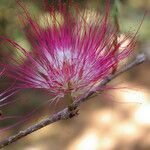 Calliandra bijuga flower picture by Nelson Zamora Villalobos (cc-by-nc)