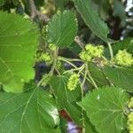 Morus alba flower picture by Giannerini Gianfranco (cc-by-sa)