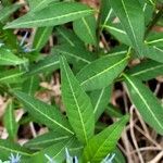 Amsonia tabernaemontana leaf picture by Corrine Marshall (cc-by-sa)