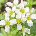 Cardamine amara flower picture by Francois Mansour (cc-by-sa)