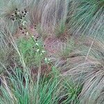 Eryngium deppeanum habit picture by Fabien Anthelme (cc-by-sa)