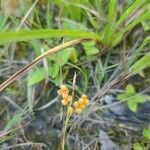 Carex aurea fruit picture by George Annette (cc-by-sa)