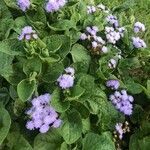 Ageratum houstonianum habit picture by Bobby Ivezic (cc-by-sa)