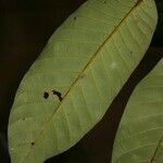 Caraipa punctulata leaf picture by Jean-François Molino (cc-by-sa)