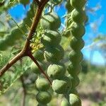 Vachellia aroma fruit picture by Trap Hers (cc-by-sa)