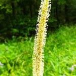 Phleum pratense flower picture by Gérard GRÉGOIRE (cc-by-sa)