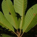 Pouteria torta leaf picture by Nelson Zamora Villalobos (cc-by-nc)