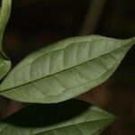 Eugenia coffeifolia leaf picture by Jean-François Molino (cc-by-sa)