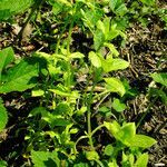 Stellaria neglecta habit picture by Andrzej Konstantynowicz (cc-by-sa)