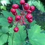 Actaea rubra fruit picture by Samuel Mercier (cc-by-sa)