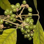 Mollinedia costaricensis fruit picture by Nelson Zamora Villalobos (cc-by-nc)