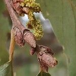 Quercus faginea flower picture by Acosta García Isabel (cc-by-sa)