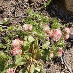 Eriogonum pyrolifolium flower picture by Susan Graham (cc-by-sa)