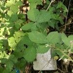 Rubus ulmifolius leaf picture by Matthias Wippich (cc-by-sa)