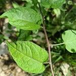 Solanum dulcamara leaf picture by David Nabergoj (cc-by-sa)