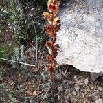 Orobanche gracilis habit picture by Vinciane Bertrand (cc-by-sa)