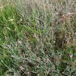 Xeranthemum cylindraceum habit picture by Sabin Poenariu (cc-by-sa)