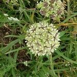 Asclepias asperula flower picture by Jeska Toma (cc-by-sa)